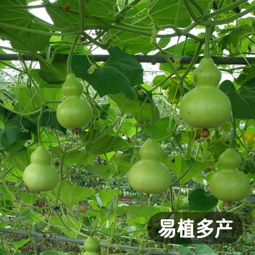 Fengming Yashi Xiaoya gourd seeds treasure gourd climbing vines ornamental vegetables melon and fruit seeds gold-inch small gourd seeds 20 capsules