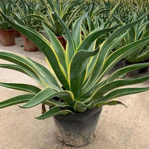 金边龙舌兰盆栽 多肉植物 虎皮兰绿植花卉好养 金边龙舌兰一颗高20-22CM左右 原土发货耐旱植物易养活