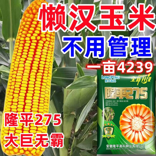 New species Longping 275 high-yielding corn seeds, double stick twin king, drought and waterlogging tolerance, lodging resistance and rust resistance New species Longping 275 Big Mac twins, about 4239 grains, 1 bag, original national approval