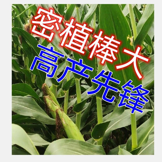 
New species, double-national review, Beijing Agricultural Sciences, 728 early maturity, high temperature, dense and dense high yield, corn species, short rod, red shaft corn seeds, Beijing Agricultural Sciences, 728 corn species [4500 grains] 1 bag