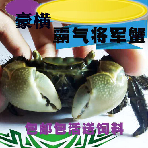Zeyu berühmtes Haustier, Tamsui General Crabs, Krabben, 6 Generalkrabben, 4 Live