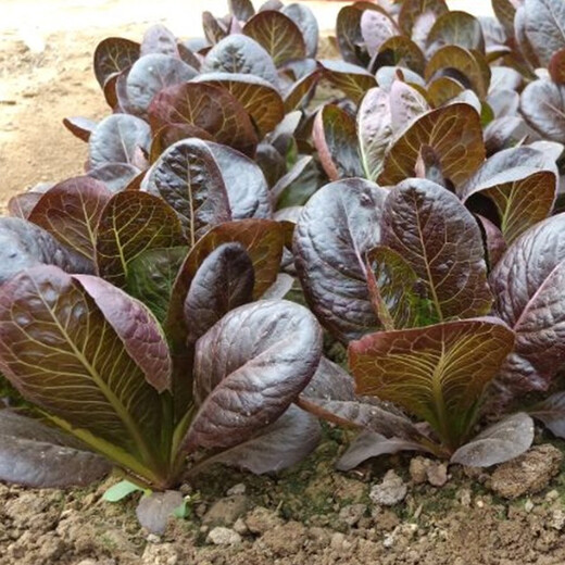 Shouhe Rapeseed Seeds Purple Easy Sowing Home Balcony Spring and Winter Sowing Vegetables Four Seasons Planting Guangdong Field Coffee Fragrant Seeds 1000 capsules/bag