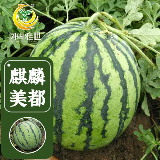Fengming Yashi Kirin Meidu watermelon seeds with thin skin, crack-resistant and few seeds, super sweet and crispy Kirin Meidu watermelon seeds 50 capsules