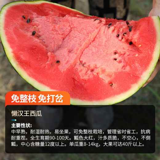 NONGZHIZI Sweet 4k watermelon seeds early maturing 4k potted plants 4k gifts God of War 2k watermelon seedlings seeds stone Lazy King watermelon seeds 50 capsules/bag