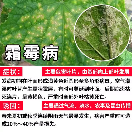 Special medicine for downy mildew, bactericidal medicine for cucumbers and vegetables, grape pepper, tomato blight essence, metalaxyl dimethomorph, special medicine for downy mildew blight, 1000g*1 bottle