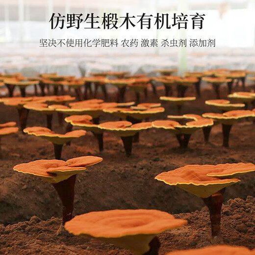 [Offiziell] Qilixiang Breaking Wall Ganoderma lucidum spore pulver box store flaggschiff changbaum organic spore pulver total triterpen ganoderma lucidum brechen pulver verstärkte Immunität 1 Box 60g Qilixiang Organic Breaking Wall ganodermma lucidum spore boutique schenktbox organic organoxich organism organism organism organism Ganoderma lucidum spore pulver boutique Geschenkbox