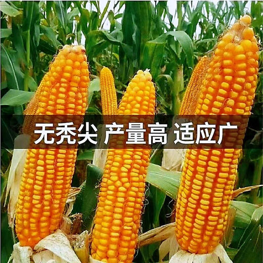 National-approved new species Denghai 605 corn seeds, double national-approved short-stem, high-yielding, red-shaft, large-cob corn seeds, national-approved quality Denghai 605, one bag, 4,000 grains, 1 mu of land