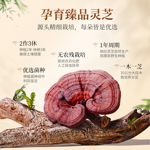 仙芝楼四个有机破壁灵芝孢子粉1g*180袋 增强免疫力 营养品送礼保健品