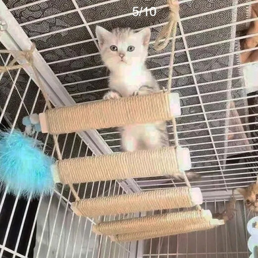 宠宝它猫爬架 蹬天梯 猫爬绳梯 桥梯两用可架空连接跳台 磨爪神器 豪华款剑麻软梯/适合衣柜或架空 1.5米