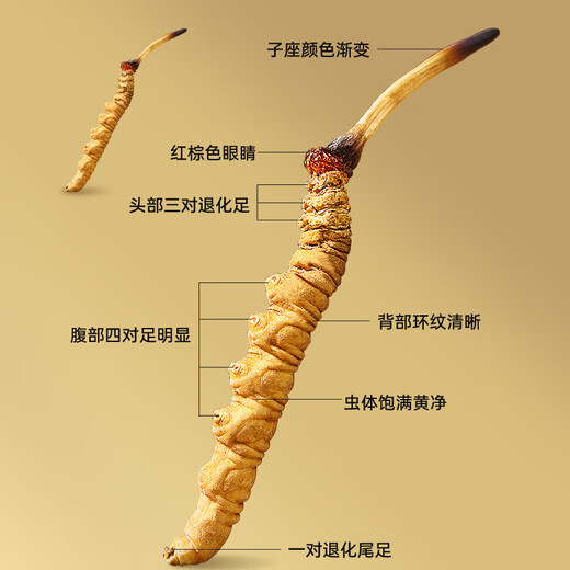 雷允上野生冬虫夏草4根/g 50g约200根西藏那曲虫草礼盒高端送领导