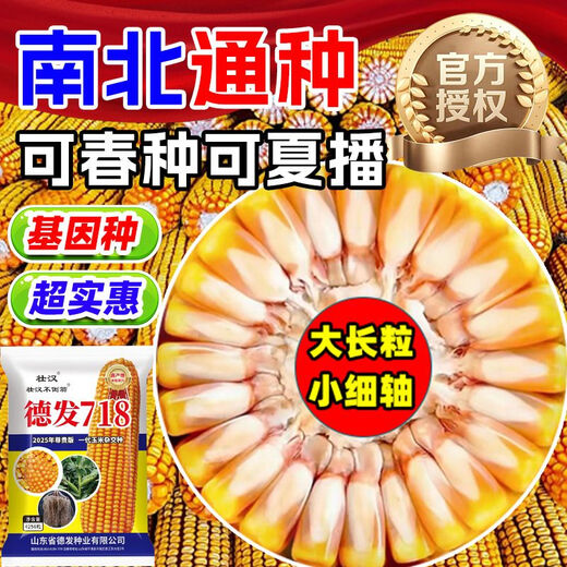 Strong man, high-yielding corn seed, national review, large stick, short stem, lodging resistance, disease resistance, drought resistance, hard grain corn from the north and south, carefully cultivated, about 4220 grains