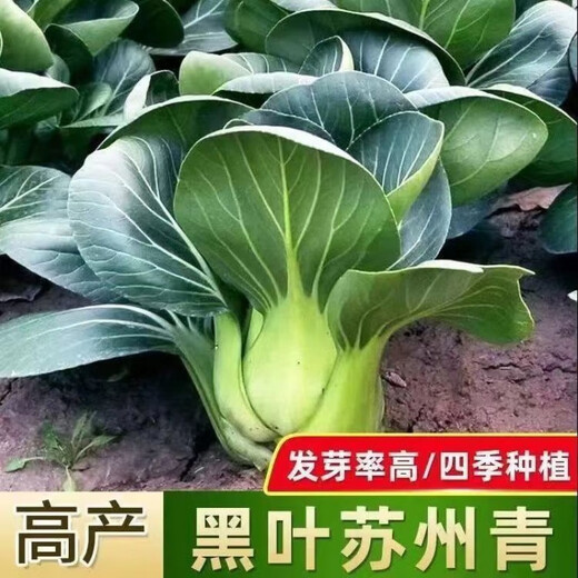 Black big-headed short-footed Suzhou green fresh green stem vegetables and leafy vegetables, soft and glutinous sweet cabbage, sowing vegetables all year round. Selected black big-headed Suzhou green seeds 6000 capsules