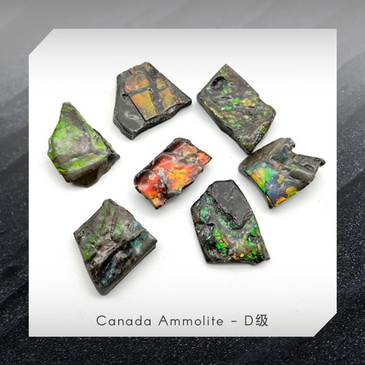 Fanluxe Canadian Ammonite Sample Crushed Stone Edge Material Crushed Stone Fossil Ornament Collection C Grade (One will be shipped randomly)
