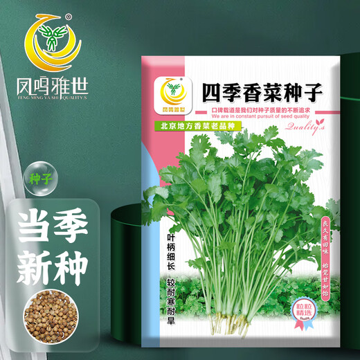 Fengming Yashi four-season coriander seeds, large and small leaf vegetable seeds, new and old varieties of coriander seeds, four-season coriander seeds 10g