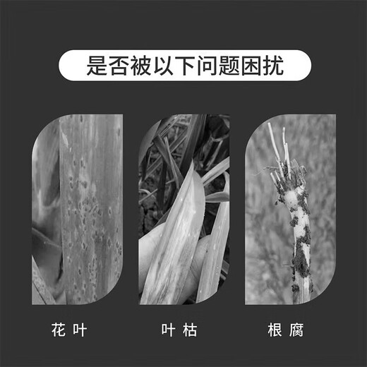 蒜菌清原液大蒜专用药微生物菌剂源液正品枯叶黄叶干尖抗病杀菌剂 三瓶装【买2送1】