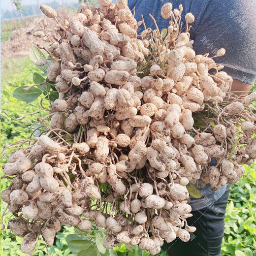 Peanut seed original seed Academy of Agricultural Sciences new variety shelled peanut thin shell large peanut seed high yield short stalk Luhua No. 8 shelled original seed hand-selected 2500 grams (five Jin Jin is equal to 0.5 kilograms)