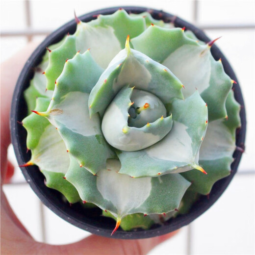 多肉龙舌兰 龙舌兰组合小盆栽大型多肉植物新手客厅装饰庭院绿植 白中斑7-8cm 裸根不带土