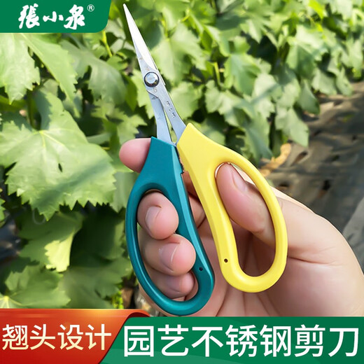 Zhang Xiaoquan's upturned grape fruit branch pruning scissors, fruit thinning, fruit pruning, pepper fruit and vegetable scissors, loquat picking, sunshine roses, Zhang Xiaoquan FL-19 two-color