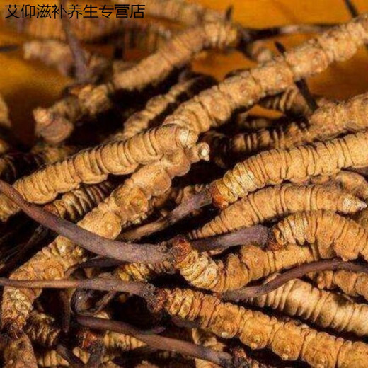 Ivanmai Authentic Cordyceps Cordyceps Cordyceps Cordyceps non-cut grass tube-installed with extra large root gift box Yivanmai Two bottles of 10 pieces are given one bottle up to 15 pieces