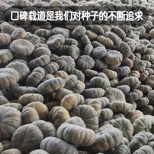 Fengming Yashi Farmhouse Mopan Pumpkin Seeds Large Pumpkin Seeds Jingxiang Honey Pumpkin Seeds 20 capsules