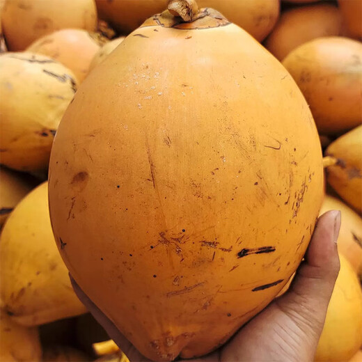 Xiyouxian Hainan Golden Coconut Green Fresh Golden Coconut Freshly Picked with Skin Pure Natural Coconut Water Supplements Amniotic Fluid for Pregnant Women 4 pieces Single fruit 3Jin Jin equals 0.5kg ~5Jin Jin equals 0.5kg Large fruit