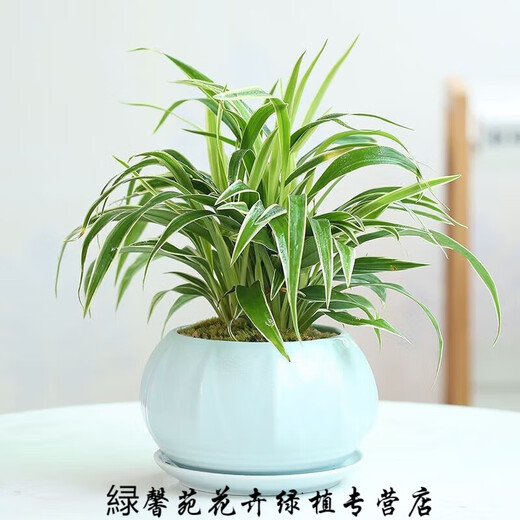憶芗韩画青瓷多肉蝴蝶兰专用花盆带托盘号陶瓷简约吊兰绿植兰花盆 粉青719+托盘864 大