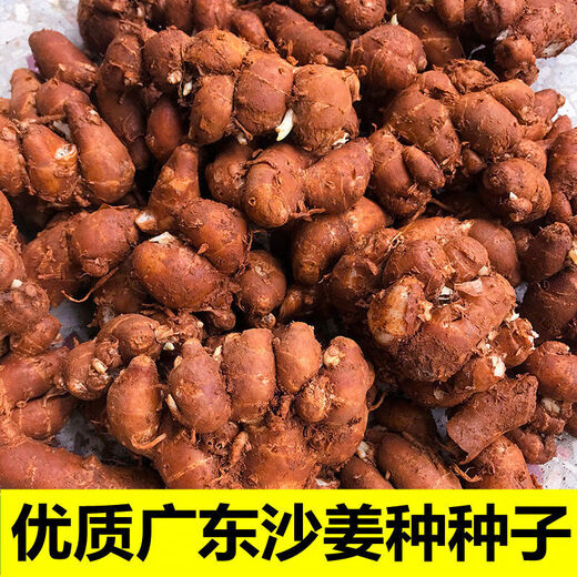 Shajiang seed ginger seedlings Guangdong fresh ginger Shajiang authentic Maoming Huazhou Nansheng electric white sand ginger seedlings 1500g