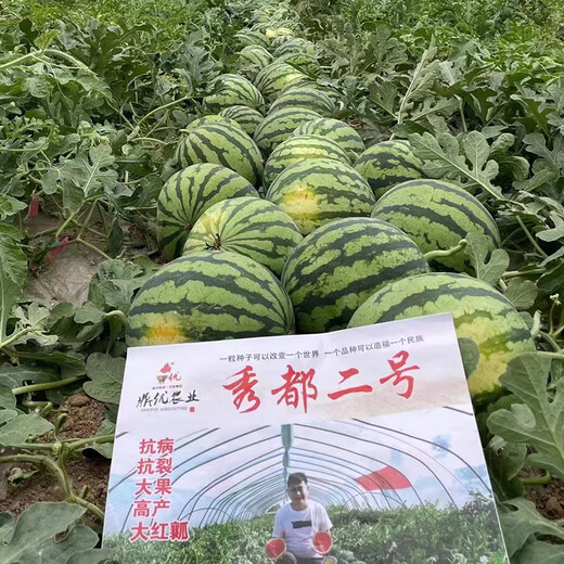 Ding Youyoudu No. 2 Watermelon Seeds, Sweet, Crisp and Juicy Kirin Melon Zaojia Red Flesh Heat-resistant Spring and Autumn Rock Sugar Crisp Original Pack of About 400 Tablets