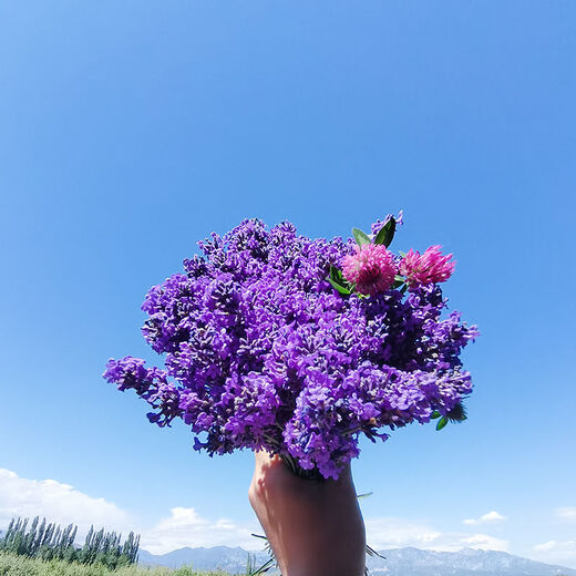 AIMAN dried lavender bouquet living room home decoration natural dried bouquet real flower aromatherapy internet celebrity flower arrangement ins gift 250g British blue half Jin Jin is equal to 0.5kg long style new summer flowers all in English newspaper packaging