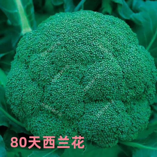 Broccoli seeds broccoli seeds loose cauliflower seeds cauliflower green cauliflower seeds four seasons vegetables original purple cauliflower seeds 1 bag (about 100 pieces