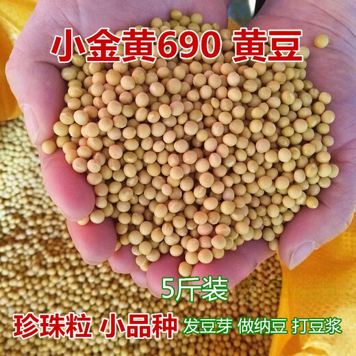 Zhifazhe New Bean Xiaojinhuang 690 Sojabohnen 5Jin Jin entspricht 0,5 kg. Aus kleinen Sojabohnen werden Natto-Perlen hergestellt. Xiaojinhuang 1Jin Jin entspricht 0,5 kg.