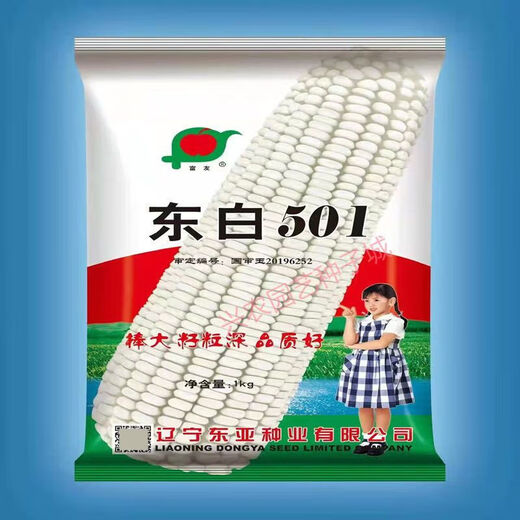 东白501南北方通种大棒白玉米种子稳产杂交春播夏播早熟粮食饲料 东白501原装1包2斤