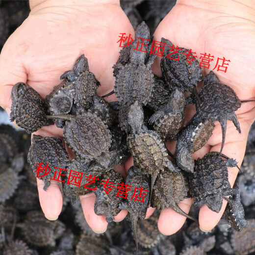 OIMG small snapping turtle live seedling pet turtle size active ornamental turtle water turtle crocodile turtle mixed Buddha new product 11-14 cm giant snapping turtle