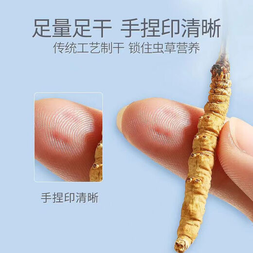 Wazang Genuine Cordyceps Cordyceps Gift Box in the Head Future Dry Cordyceps Cordyceps Cordyceps High Altitude 4 roots/g 10 grams Total 40 roots [Store Manager recommended]