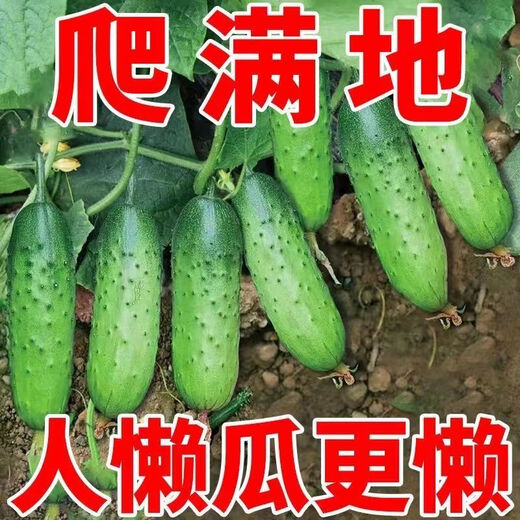 No scaffolding, fruit cucumber seeds crawling all over the floor, four-season courtyard balcony potted cucumber seeds, vegetable seeds, original, fruit cucumber seeds crawling all over the floor, selected two packs, about 111 grains + Song fertilizer