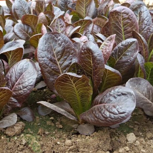 Shouhe Rapeseed Seeds Purple Easy Sowing Home Balcony Spring and Winter Sowing Vegetables Four Seasons Planting Guangdong Field Coffee Fragrant Seeds 1000 capsules/bag