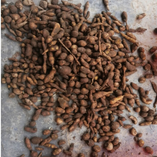 Jinguolan seed bulbs, small bulbs for ground gall seeds, Jinguolan seedlings, wild provenances, one medium-sized bulb is equal to 0.5kg (about 80-120 pieces), bare root without soil
