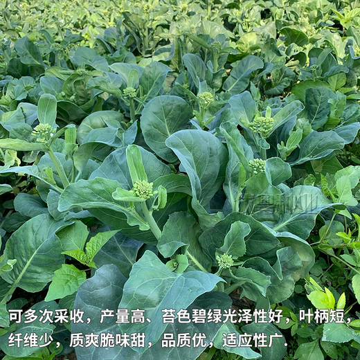 Xiangbin kale seeds kale field open-air planting in spring, summer, autumn and winter sowing pot seeds Guangdong vegetable seeds white flower willow leaf kale seeds 2000 original x2 pack