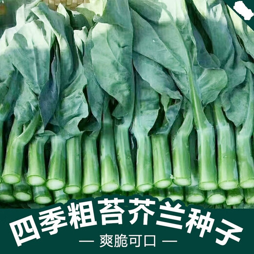 Xiangbin kale seeds kale field open-air planting in spring, summer, autumn and winter sowing pot seeds Guangdong vegetable seeds white flower willow leaf kale seeds 2000 original x2 pack