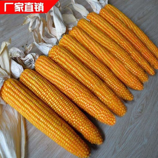 正大719玉米种大田春夏播白轴杂交玉米种抗倒矮杆玉米高产玉米种 散称一斤