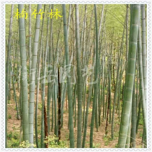 Large Phoebe Bamboo Seedlings Phoebe Bamboo Whip Green Bamboo Spotted Bamboo Seedlings are now dug and moisturized. Buy 10 sections and get 4 sections free. Large Phoebe Bamboo Seedlings buy 10 sections for Song Si Festival.