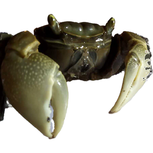 Zeyu berühmtes Haustier, Tamsui General Crabs, Krabben, 6 Generalkrabben, 4 Live
