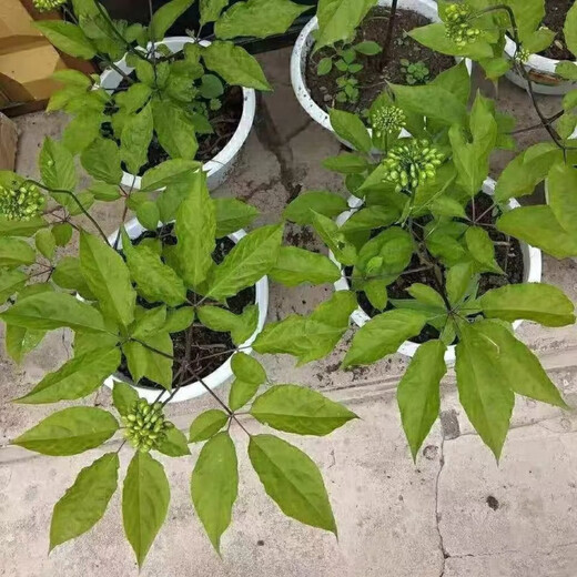 Changbai Mountain ginseng seeds, wild ginseng seeds, easy to grow Chinese medicinal materials in all seasons, easy to live indoor flower pots, Changbai Mountain ginseng seeds, new species, new species, about 80 capsules