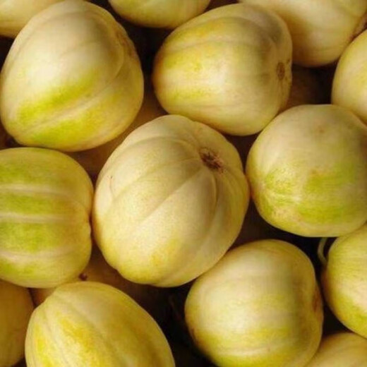Gaga Sweet Northeastern Cantaloupe Seeds Yellow Melon Fruit Seeds Easy to Plant in Spring and Autumn Old Farm Varieties with High Sugar Content Original Factory Packaging 5 Packs + Song Fertilizer Gaga Sweet Melon Seeds About 50 Tablets - Pack
