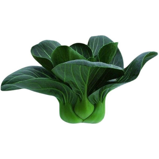 Black big-headed short-footed Suzhou green fresh green stem vegetables and leafy vegetables, soft and glutinous sweet cabbage, sowing vegetables all year round. Selected black big-headed Suzhou green seeds 6000 capsules