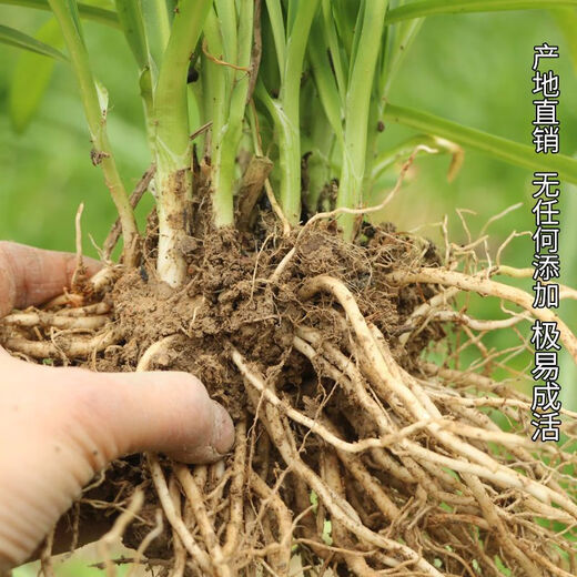 Guizhou native specialty authentic stone leek, large broad-leaf leek, Guanyin giant leek, wild broad-leaf potted leek root, 60 medium seedlings, dug with mud, no pots guaranteed to arrive fresh