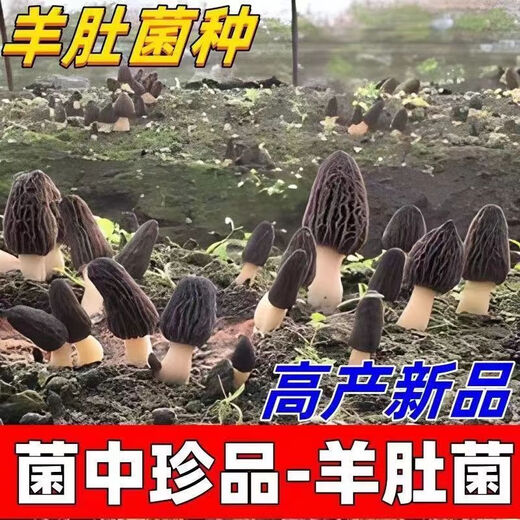 Wang Yuanxing Wild Morel Seed Cultivation Mushroom Fresh Mushroom Artificial Edible Mushroom Spawn Strain Pack Lentinin Mushroom Stick Original Strain Pack 500g Free Instructions + Video