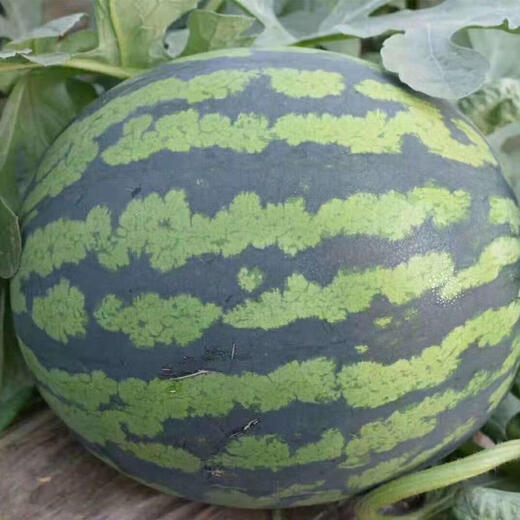 Pure sweet king watermelon seeds, large fruit, short oval, big red flesh, sweet, crisp and refreshing, high sugar content, thin skin, anti-crack, trial planting 100 seeds