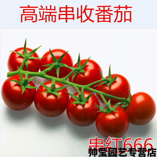 Chunzhiyun Cherry Tomato Seeds Cherry Tomato Seeds Small Tomatoes Good Taste and High Yield Four Seasons Vegetables - Pink Crystal Red 666 Tomatoes 20 Packs