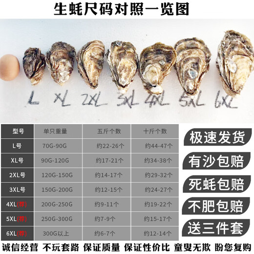 Popular Rushan oysters, fresh oysters, extra large seafood oysters, 5 Jin Jin equals 0.5 kg, whole box of fresh oysters, 5 Jin Jin equals 0.5 kg, 3XL size, 15-18 pcs, quality guaranteed